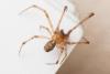 Theridion sp.